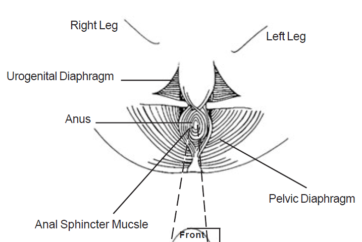 2.1 anus five regions