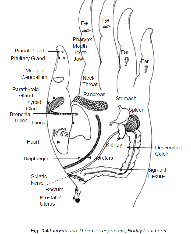 3.4 fingers to body functions thr organ meridians