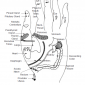 3.4 fingers to body functions thr organ meridians