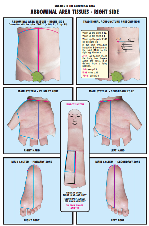 Abdominal Area Tissues right side 28