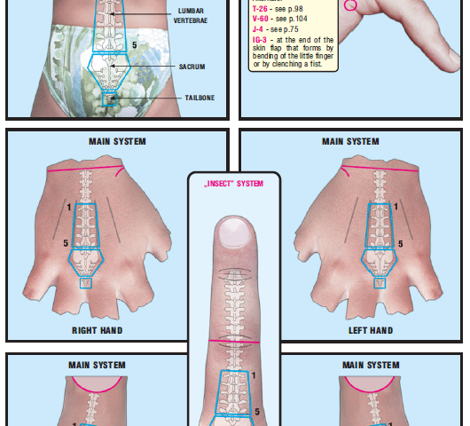 Lumbar Vertebrae, Sacrum & Coccyx 45