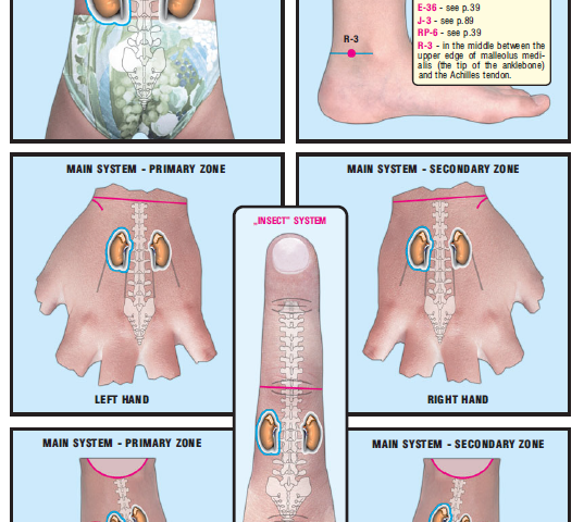 left kidney & adrenal gland 47