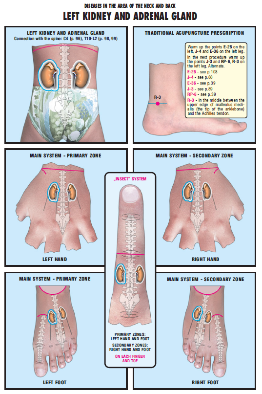 left kidney & adrenal gland 47