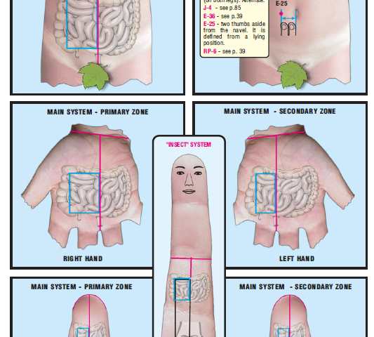 small intestine right side 36